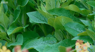 Comfrey