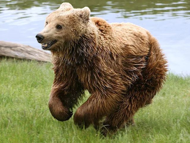 Beruang Coklat (Ursus arctos)