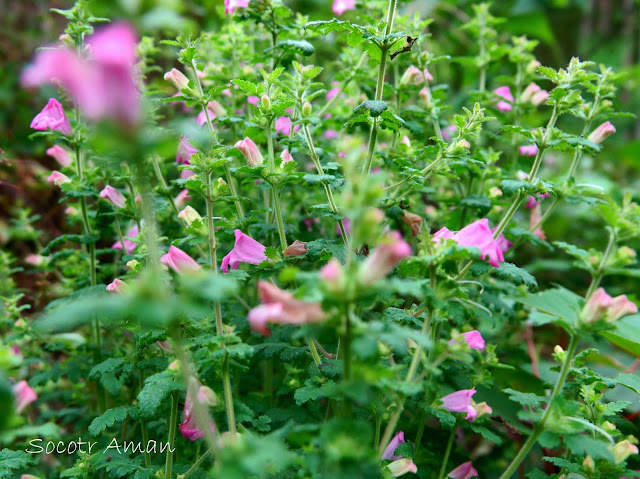 Phtheirospermum japonicum