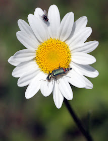 Red-tipped flower beetle, Malachius bipustulatus, and a Tachinid fly on an ox-eye daisy (Leucanthemum vulgare) in High Elms Country Park, 4 May 2011.  EOS 450D, Canon 100mm macro lens.