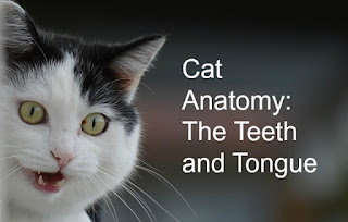 Black and white cat with its mouth open, showing its teeth.  The image text says, "Cat Anatomy: The Teeth and Tongue."