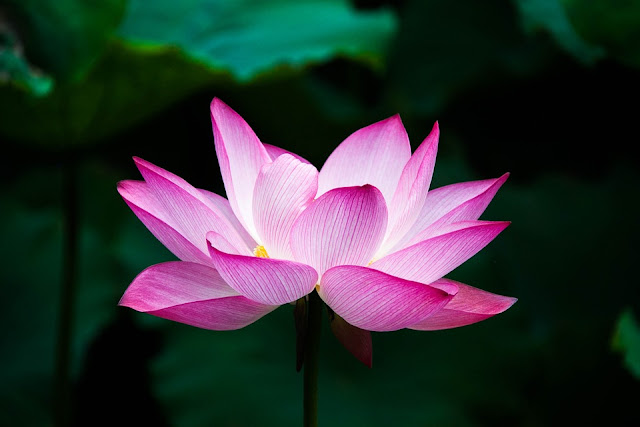 lotus-zenitude-positivite