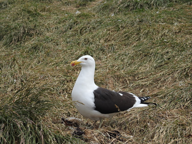 Magdalena Island - Los Pingüinos Natural Monument