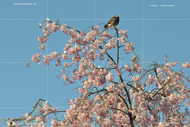 花　衆生　桜　椋鳥　A Nightingale Sang In Berkeley Square　Anita O'Day