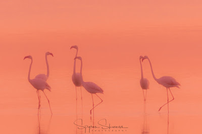 flamingo-in-the-mist