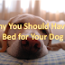 Why You Should Have a Bed for Your Dog