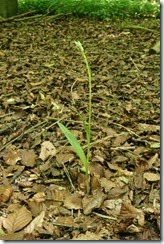 Helleborine