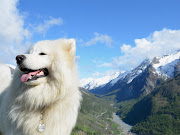 Fotos de perros blancos en la montaña parason imágenes full DH .