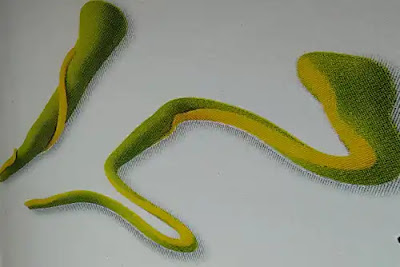 image of snake tail