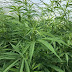 Reps move to imprison planters, sellers and smokers of Indian Hemp