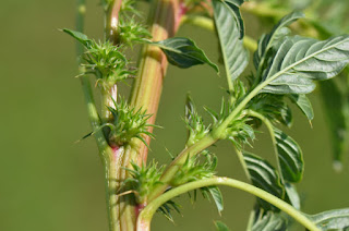 spiny bracts