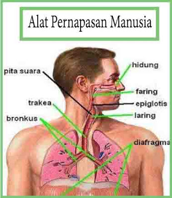 8 Alat  Pernapasan  Manusia beserta Fungsinya Materiku