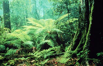 Pemandangan Hutan Tropis Yang Menakjubkan