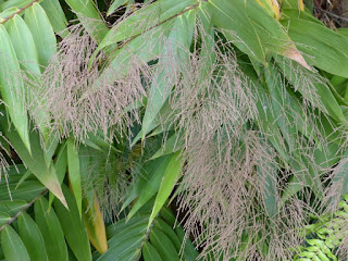 Bambou balai - Herbe tigre - Thysanolaena latifolia - Herbe à balais