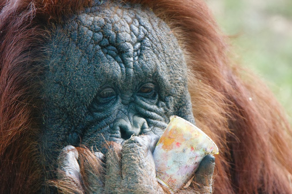 Italian Mother Syndrome: The orangutan's gaze: A call to interior solitude