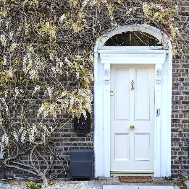 Door surrounded by white wisteria in Dublin in April