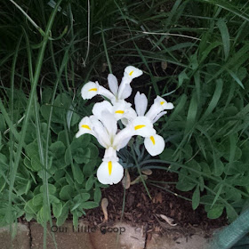 yellow and white iris side border garden