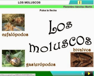 https://cplosangeles.educarex.es/web/edilim/curso_3/cmedio/animales_invertebrados_3/moluscos/moluscos.html