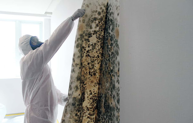 mold remediation san diego ca