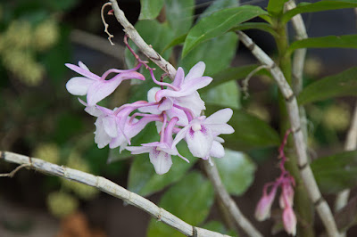 Dendrobium intricatum care and culture