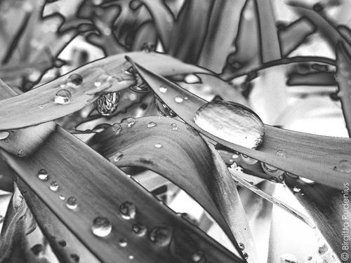 bw_20110413_drops
