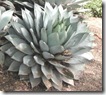 agave parryi