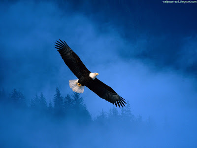 Eagle Standard Resolution Wallpaper 8