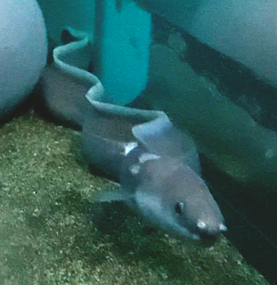 Aquarium Movies Japan Archive 生きている魚図鑑 Aquarium Movies Japan Archive 生きている魚図鑑