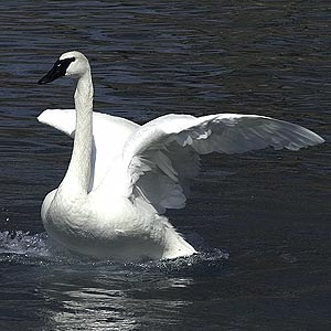 Swan