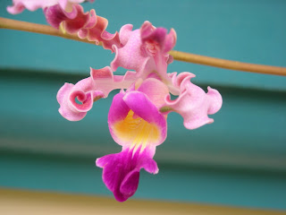 Myrmecophila tibicinis, Honduras orchid