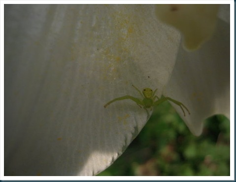 clip_image001