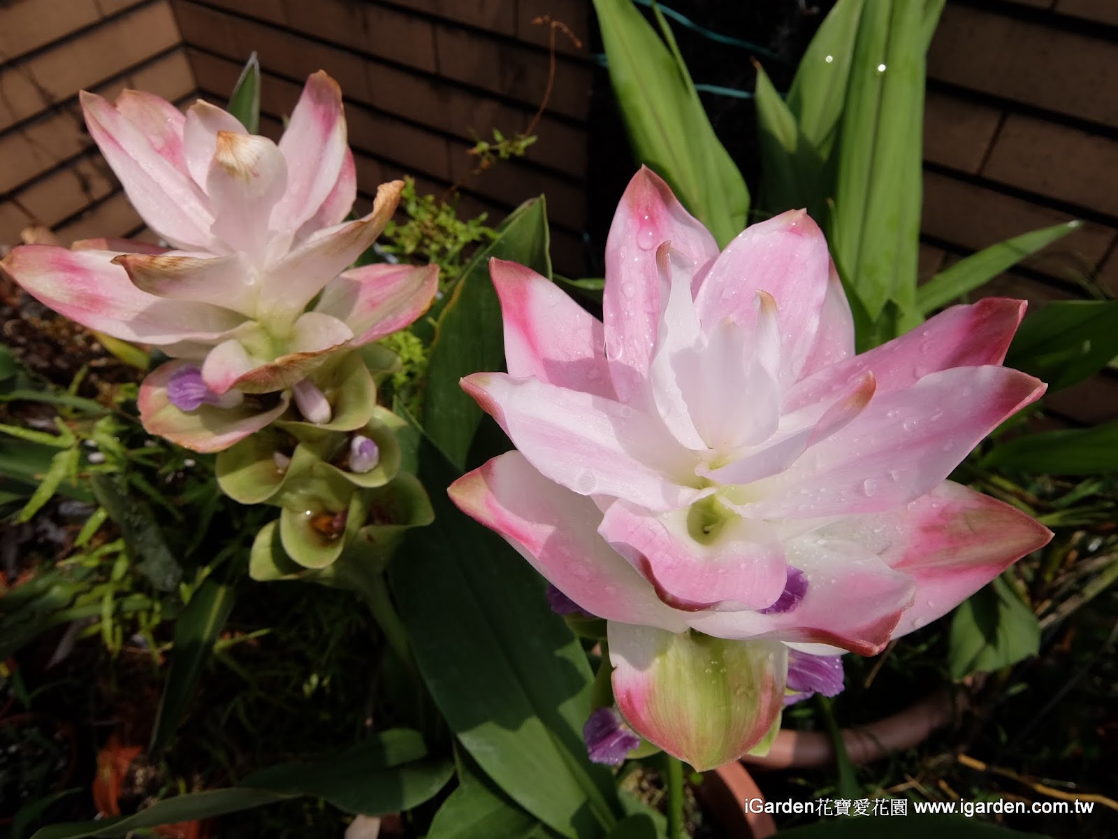 七月開的花 15年7月igarden 頂樓花園實錄 園藝部落格 Igarden 花寶愛花園園藝文摘plus