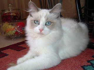 Ragdoll Cat Picture