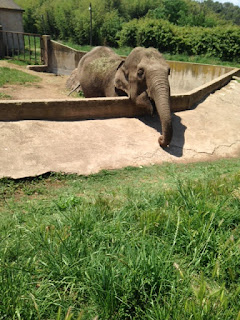 Zoo de fréjus - éléphante d'Asie