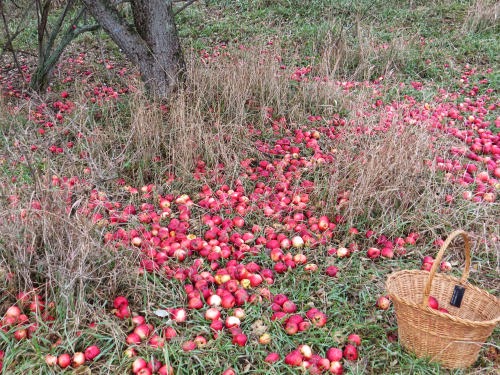 apples on the ground