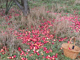 apples on the ground