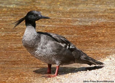 Pato-mergulhão, Brazilian Merganser, Mergus octosetaceus, pato-mergulhador, anatidae, aves ameaçadas de extinção, extinção, tocantins, jalapão, rio novo, rio sono, pato mergulhão no jalapão, aves do Tocantins, birds, animal, pássaros ameaçados de extinção, natureza, blog natureza e conservação, birding, birding tocantins, birdwatching