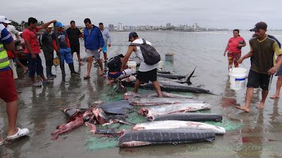 Эквадор на берегу океана возле рыбного рынка