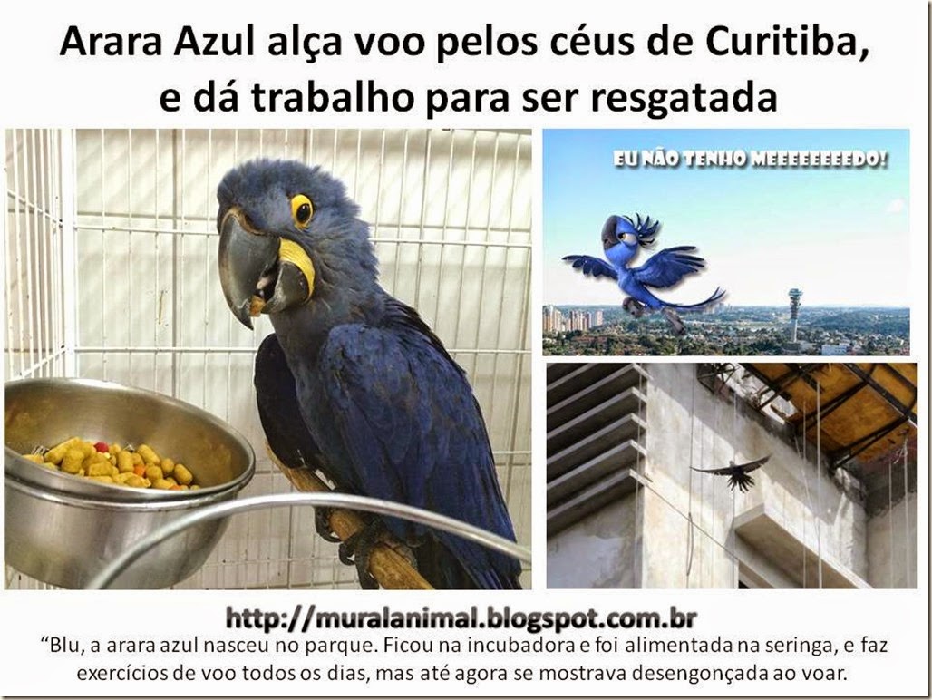 blu-arara-azul