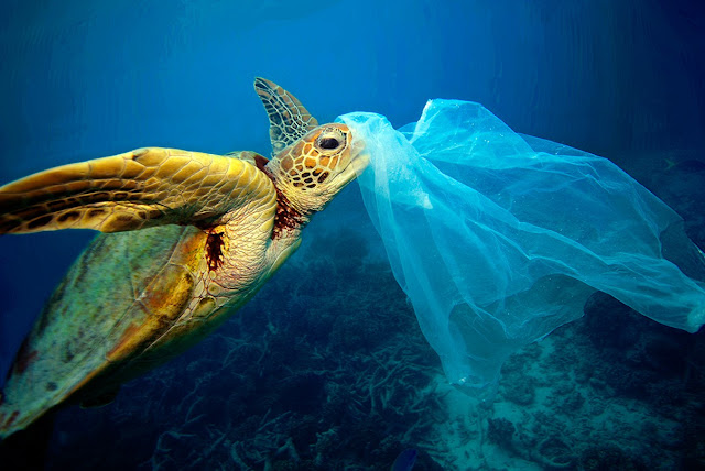 Umas dessas consequências são os lacres, argolas e outros objetos descartados sem os devidos cuidados, que prendendo-se às tartarugas e deformam seus corpos. Mas não é apenas por fora que o lixo prejudica as tartarugas. Por confundirem certos materiais, principalmente os restos de sacolas plásticas, com algas e outros de seus alimentos, inúmeras tartarugas são encontradas mortas com o lixo alojado nos estômagos.