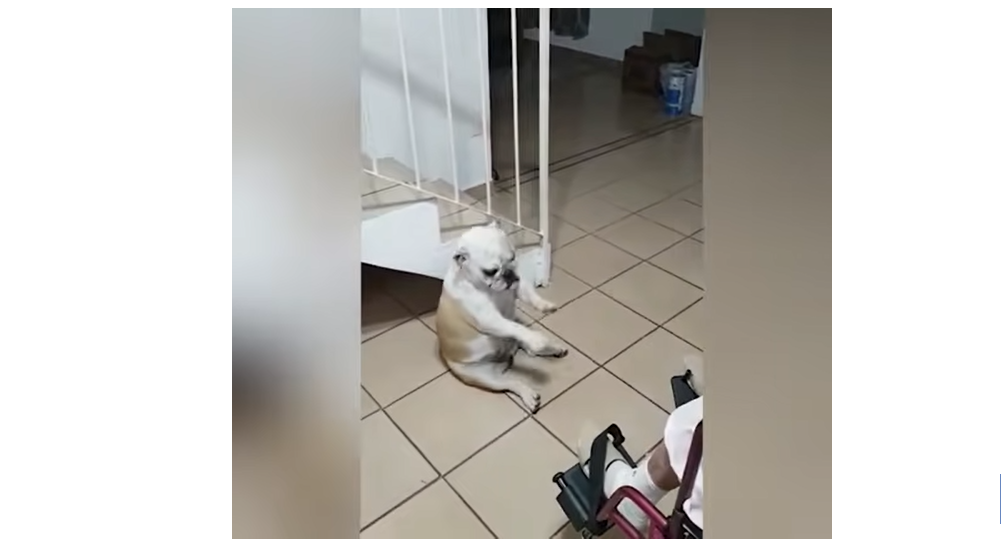 Adorable Dog Dancing To Grandma's Singing In Hilarious Video