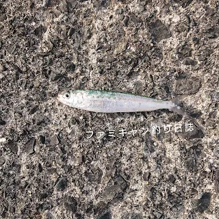 泳がせ釣りの活きエサのイワシ