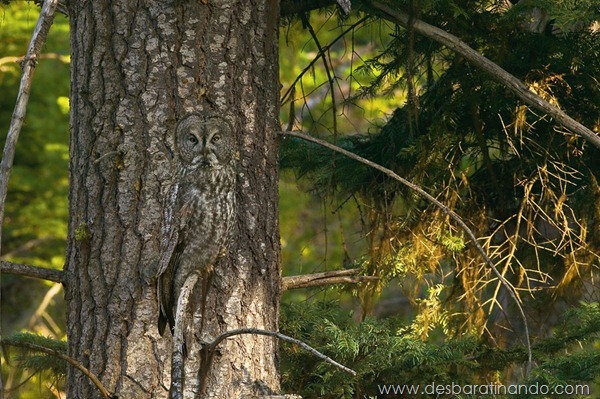 camuflagem-invisivel-animal-camouflage-photography-art-wolfe-desbaratinando (1)