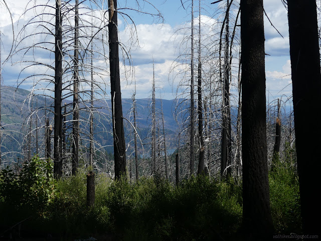 54: burned trees and water