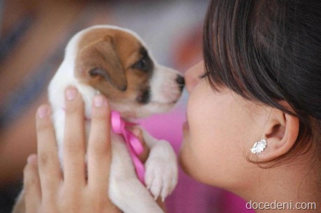 pets
