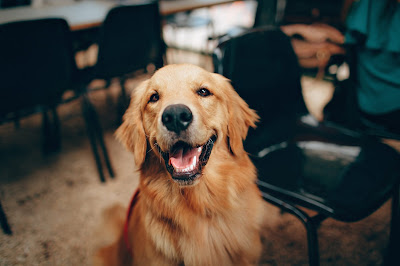 Golden Retriever sitting and watching at you
