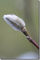 bloggebilder 013