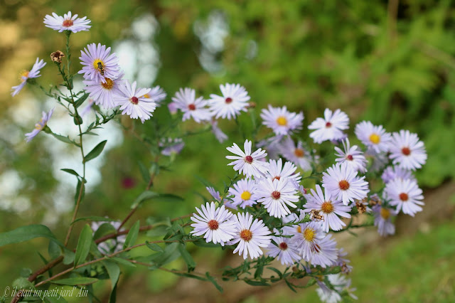 aster laevis bleu mauve