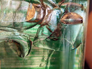 A close up show of a glass of ginger ale with ice cubs