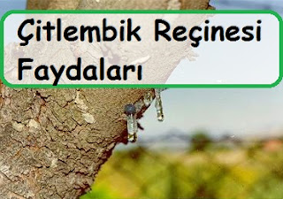 Çitlembik Reçinesi Faydaları